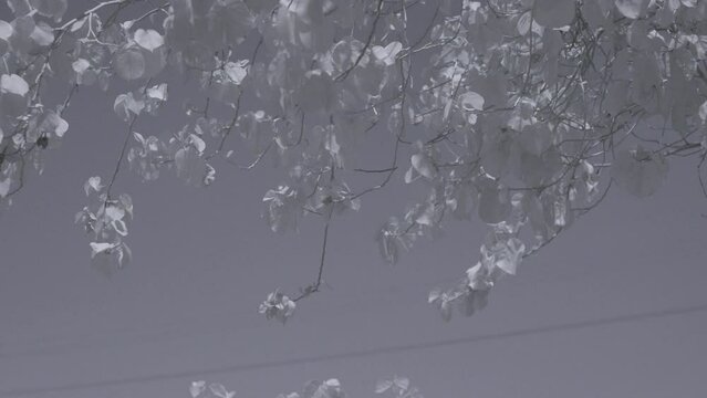 Infrared footage of leafs on twigs in park in Riffa, Bahrain