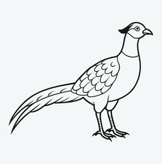 Majestic Pheasant Line Art Vector Illustration