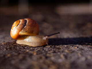 snail on a leaf