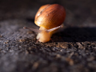snail on a leaf