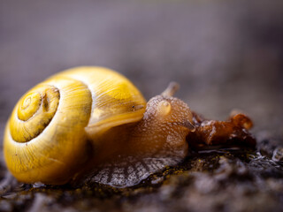 snail on a leaf
