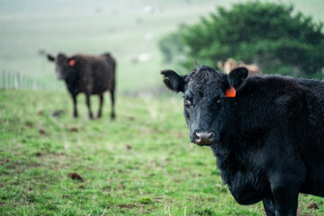 Stud beef angus and wagyu cows in a field on a farm in England. English cattle in a meadow grazing...