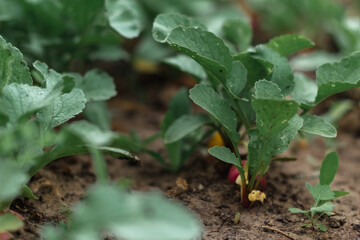 Red radishes grow in the garden. A close plan