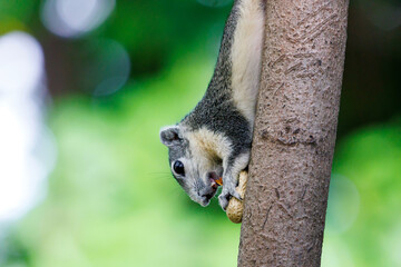 squirrel hanging upside down and eating bean on tree trunk in forest park, beautiful bokeh