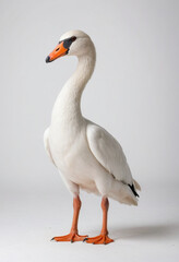 Obraz premium Swan, isolated on a white background in commercial photography