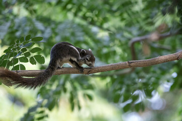 squirrel scratching itself on tree branch in forest park