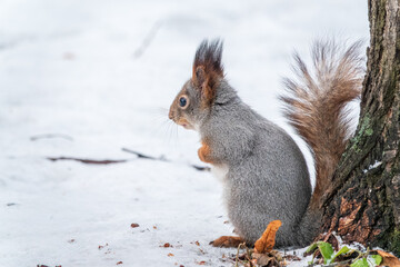 Portrait of a squirrel in winter on white snow background