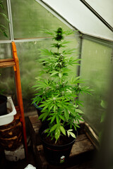 Cannabis im Gewächshause
