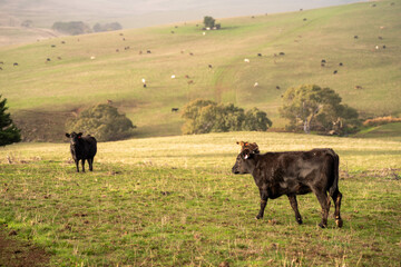 Beef cows and calves grazing on grass on a beef cattle farm in  Australia. breeds include murray...