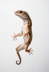 Fototapeta premium Snake, isolated on a white background in commercial photography