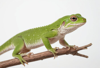 Fototapeta premium Gecko, isolated on a white background in commercial photography