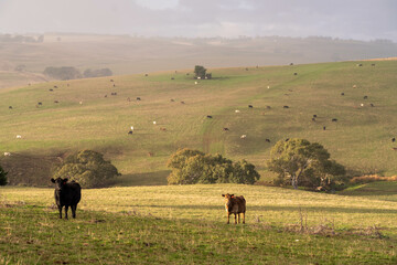 Stud beef angus and wagyu cows in a field on a farm in England. English cattle in a meadow grazing on pasture in springtime. Green grass growing in a paddock on a sustainable agricultural ranch.