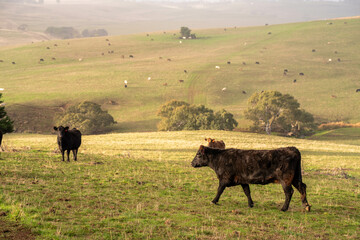 Sustainable Livestock Farming in Australia: Regenerative Practices for Cattle Grazing in Drought Resilient Pastures