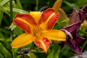Yellow and red daylily on a background of green grass.