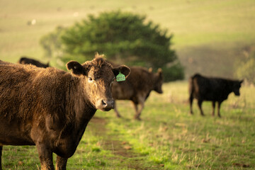 Australian wagyu cows grazing in a field on pasture. close up of a black angus cow eating grass in a paddock in springtime in australia and new zealand