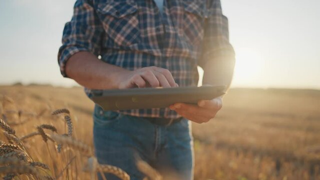Closeup view of tablet in hands of farmer in agricultural field, golden rye ears . Harvesting season in farmland in summer, agronomist checking data in minicomputer, modern technology in agribusiness