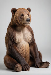 Obraz premium Bear, isolated on a white background in commercial photography