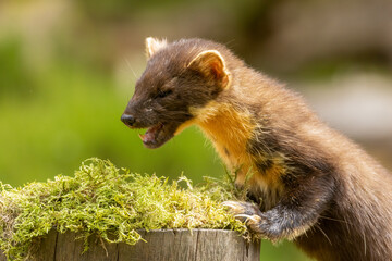 Close up of a pine marten in the forest during daytime 