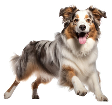 PNG Happy smiling dancing australian shepperd mammal animal dog.