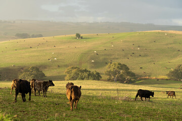 Beef cows and calves grazing on grass on a beef cattle farm in  Australia. breeds include murray...