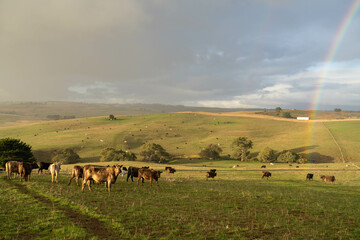 The Future of Livestock in Australian Agriculture: Sustainable Grazing, Technology, and Innovation for Environmental Resilience, cows grazing