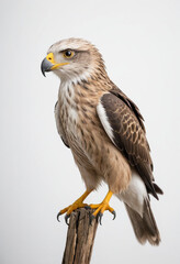Fototapeta premium Eagle, isolated on a white background in commercial photography