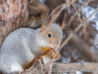 The squirrel with nut sits on tree in the winter or late autumn
