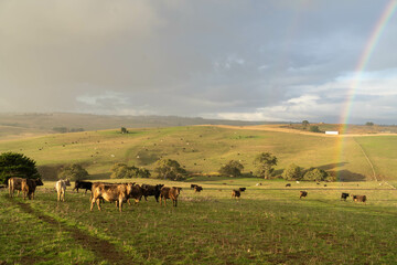 Beef cows and calves grazing on grass on a beef cattle farm in  Australia. breeds include murray...
