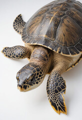 Obraz premium Sea turtle, isolated on a white background in commercial photography
