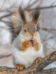 The squirrel with nut sits on tree in the winter or late autumn