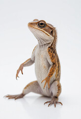 Obraz premium Lizard, isolated on a white background in commercial photography