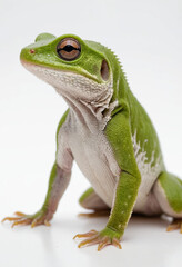 Obraz premium Lizard, isolated on a white background in commercial photography