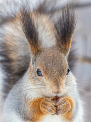 Obraz premium The squirrel with nut sits on tree in the winter or late autumn