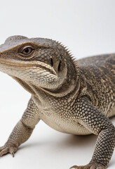 Obraz premium Monitor lizard, isolated on a white background in commercial photography
