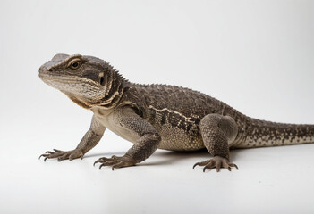 Naklejka premium Monitor lizard, isolated on a white background in commercial photography