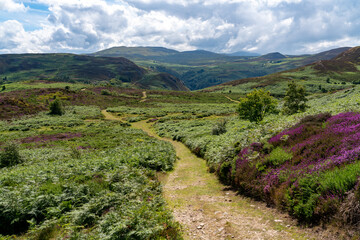 Heather in full bloom on Conwy Mountain North Wales