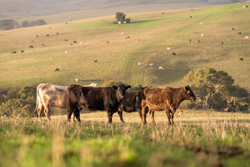 Beef cows and calves grazing on grass in a free range field, in Australia. eating hay and silage. breeds include murray grey, angus and wagyu