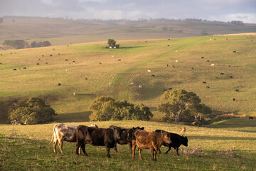 Sustainable Livestock Farming in Australia: Regenerative Practices for Cattle Grazing in Drought Resilient Pastures