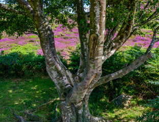 Heather in full bloom on Conwy Mountain North Wales