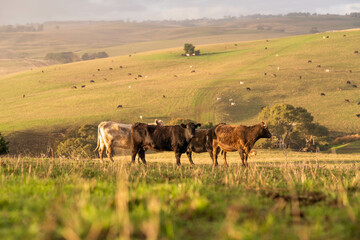 The Future of Livestock in Australian Agriculture: Sustainable Grazing, Technology, and Innovation for Environmental Resilience, cows grazing