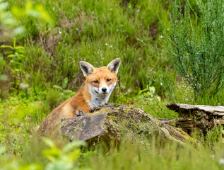 Fox in the forest during daylight