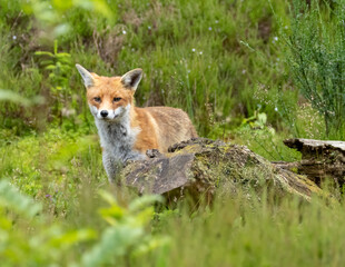 Fox in the forest during daylight