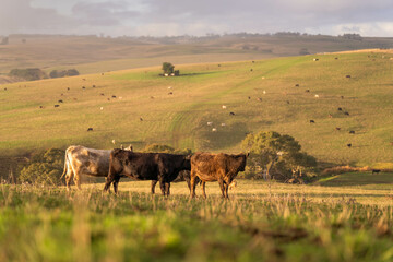 Stud beef angus and wagyu cows in a field on a farm in England. English cattle in a meadow grazing on pasture in springtime. Green grass growing in a paddock on a sustainable agricultural ranch.