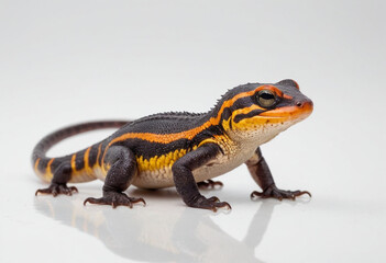 Obraz premium Salamander, isolated on a white background in commercial photography