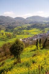 Obraz premium Yellow and green rapeseed flower field in Luoping, China