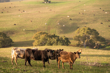 Beef cows and calves grazing on grass on a beef cattle farm in  Australia. breeds include murray...