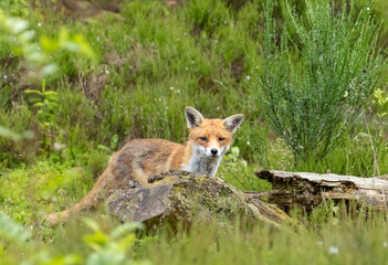 Fox in the forest during daylight
