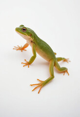 Newt, isolated on a white background in commercial photography