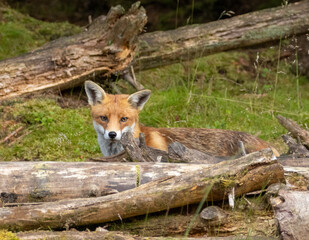Fototapeta premium Fox in the forest during daylight