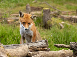 Fox in the forest during daylight